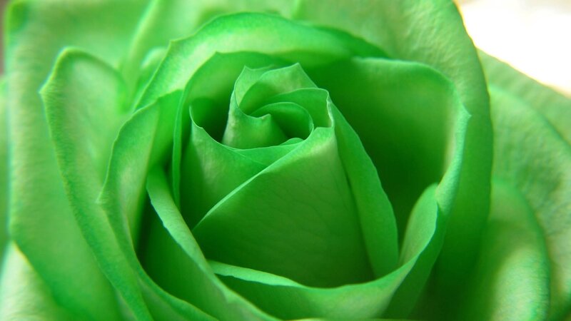 Green Rose Bud — Serene, Photograph, Petals