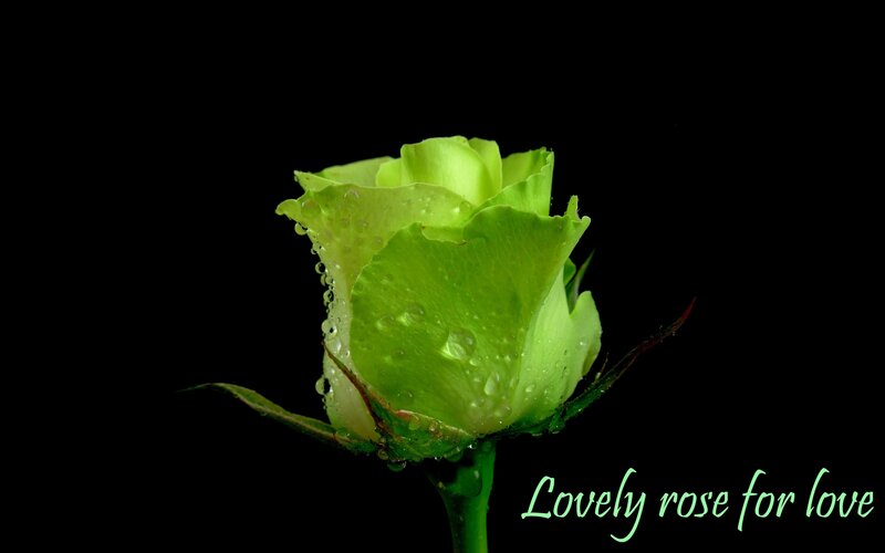 Green Rose Bud — Serene, Photograph, Water Droplets