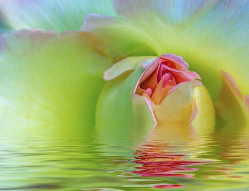 Green Rose Bud — Serene