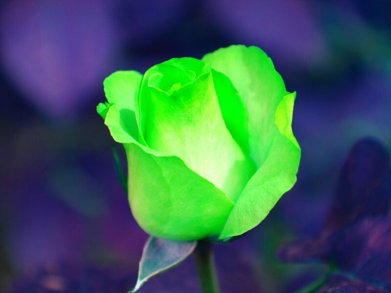 green rose bud
