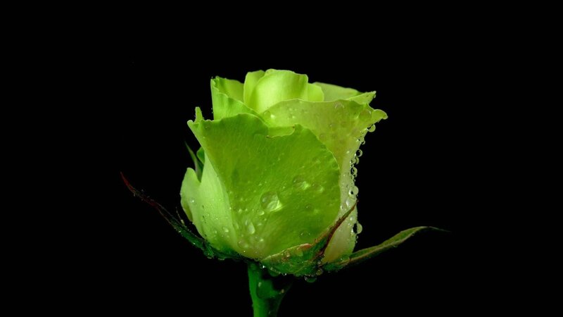 green rose bud with water droplets