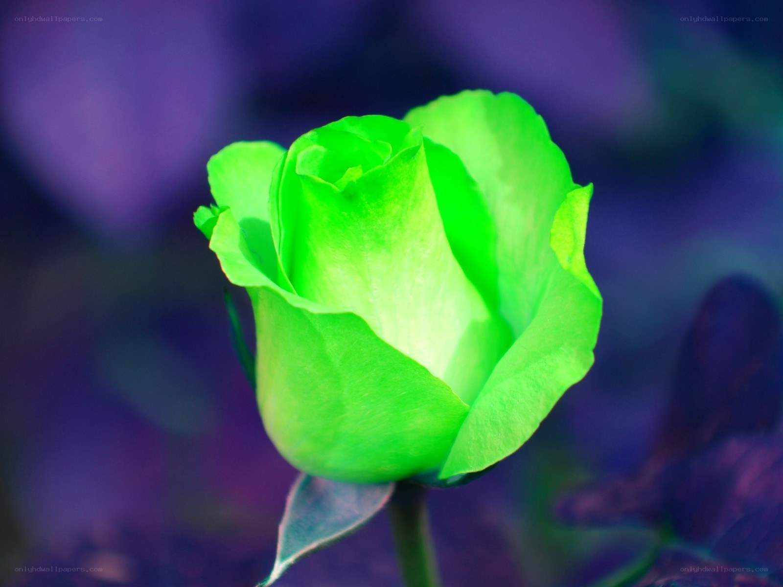 green rose bud