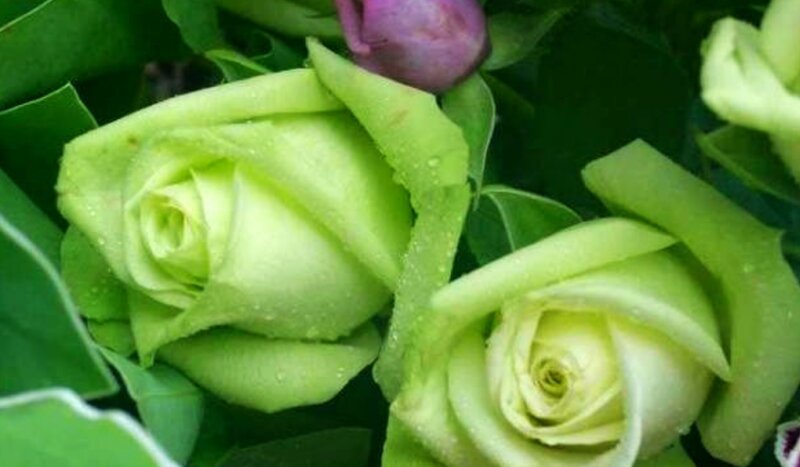Green Rose Buds — Calm