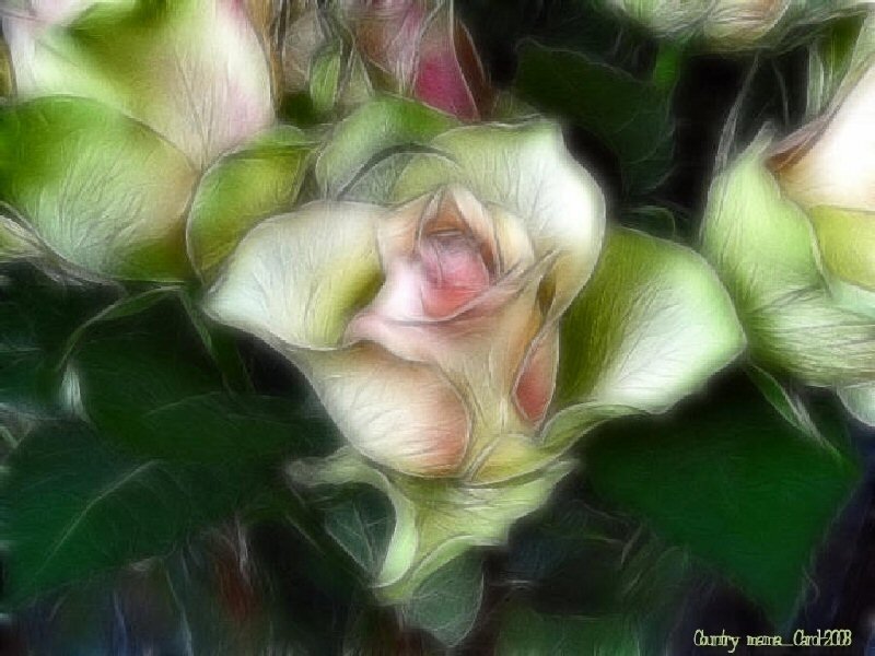 Green Rose Buds