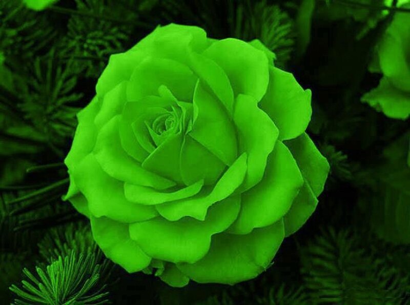 Green Rose Flower — Calm, Photograph, Leaves