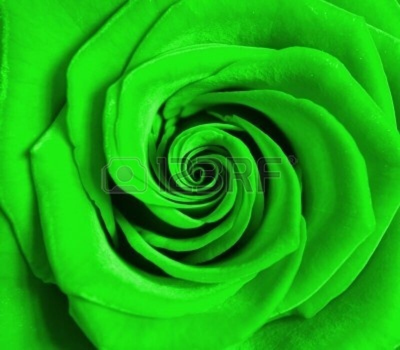 Green Rose Flower — Calm, Photograph, Petals