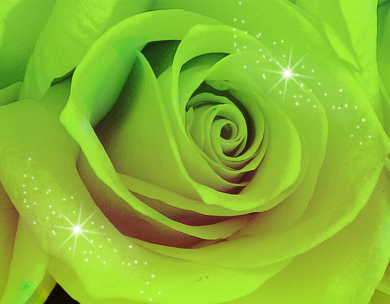 Green Rose Flower — Calm, Photograph