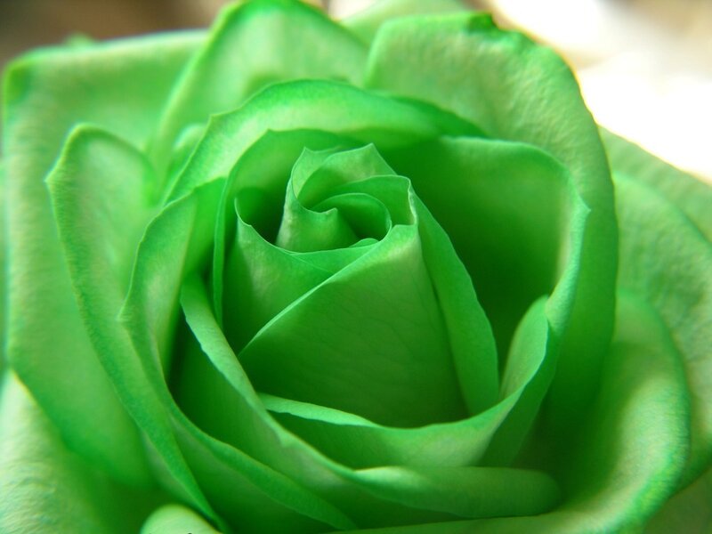 Green Rose Flower — Calm