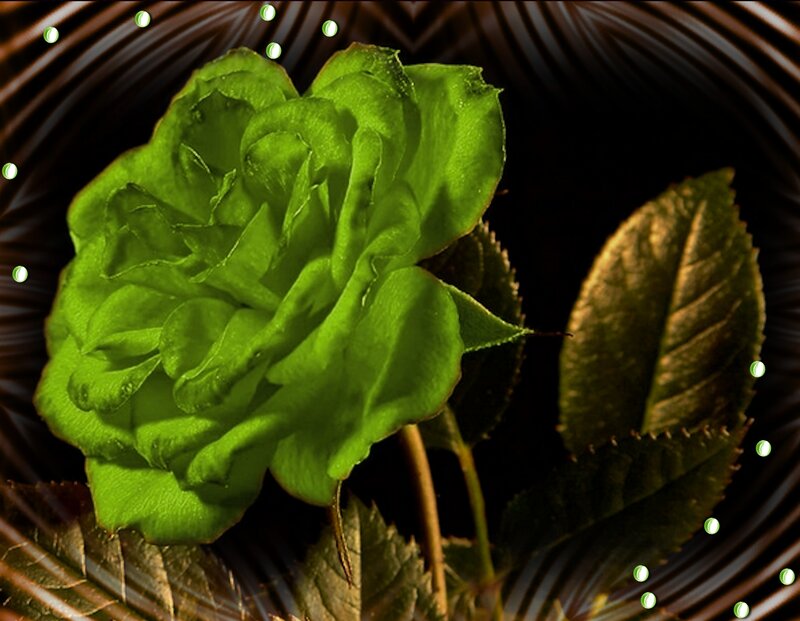 Green Rose Flower — Dramatic, Digital Art