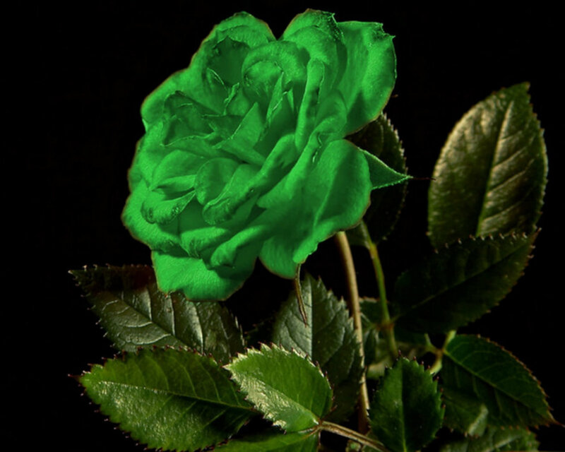 Green Rose Flower — Dramatic, Photograph, Leaves