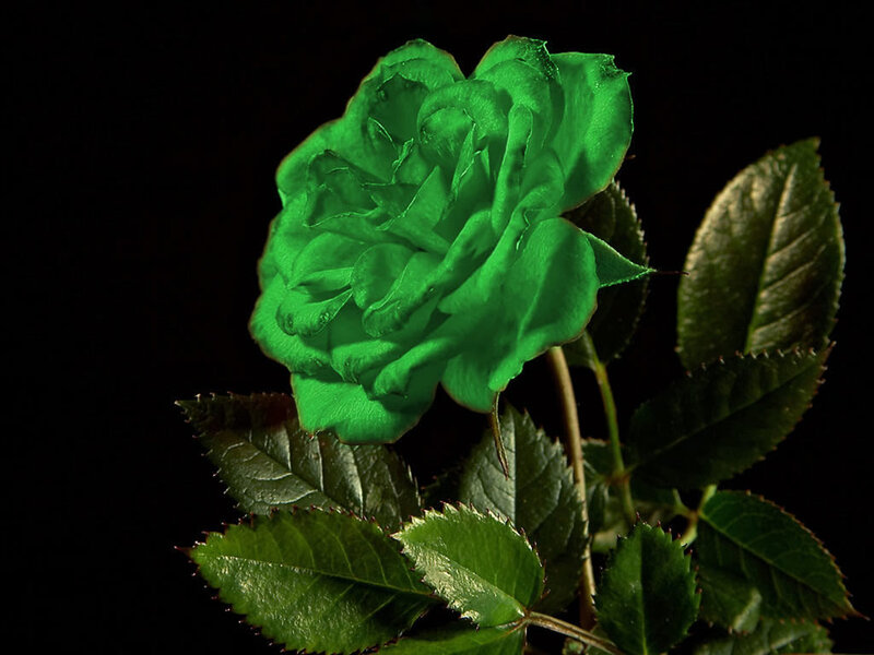 Green Rose Flower — Dramatic, Photograph