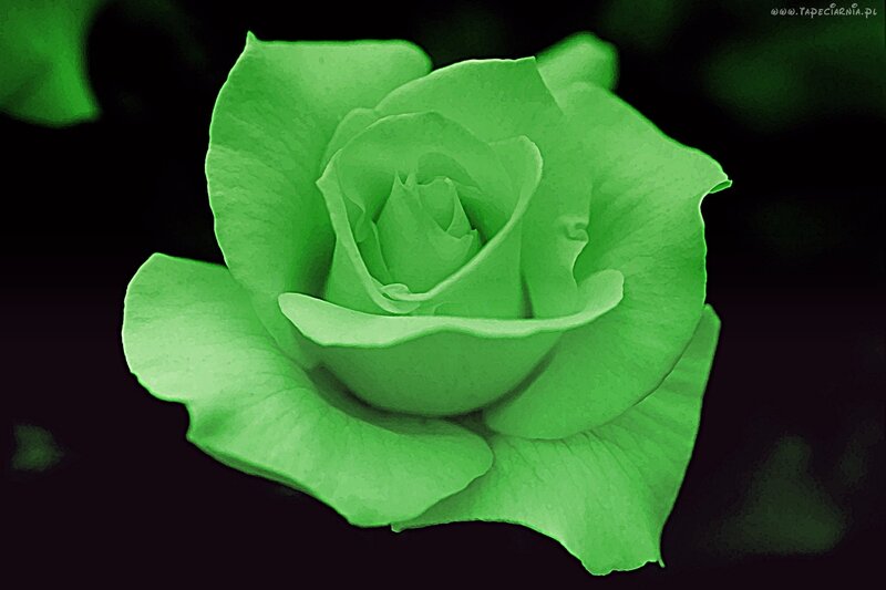 Green Rose Flower — Dramatic