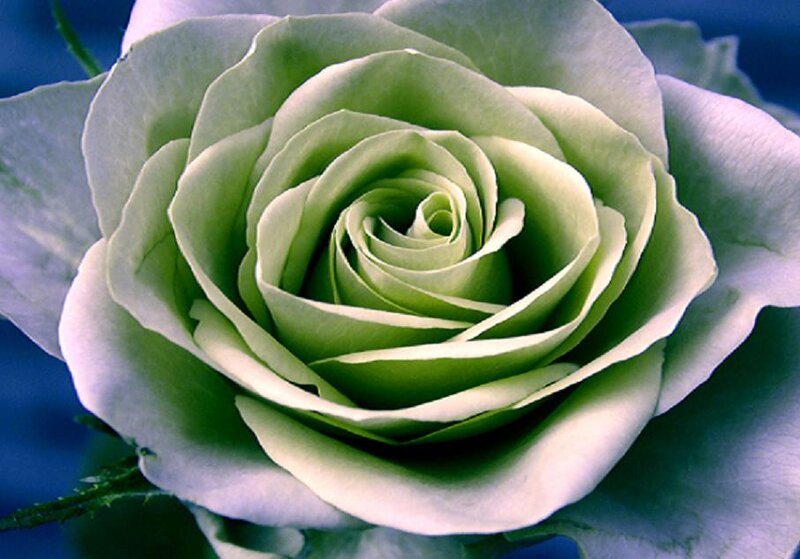 Green Rose Flower — Serene, Photograph, Petals