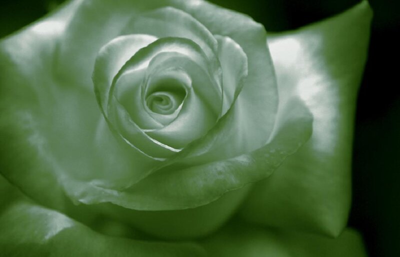 Green Rose Flower — Serene, Photograph