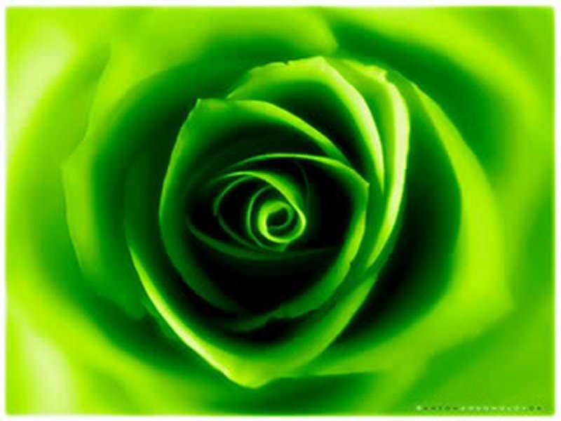 Green Rose Flower — Serene