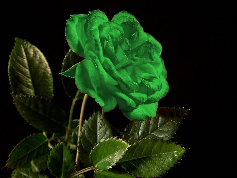 Green Rose Flower