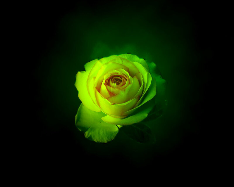 Green Rose in Darkness