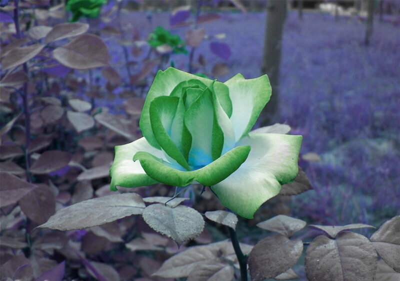 Green Rose in Garden — Serene
