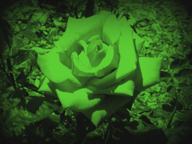 Green Rose in Garden
