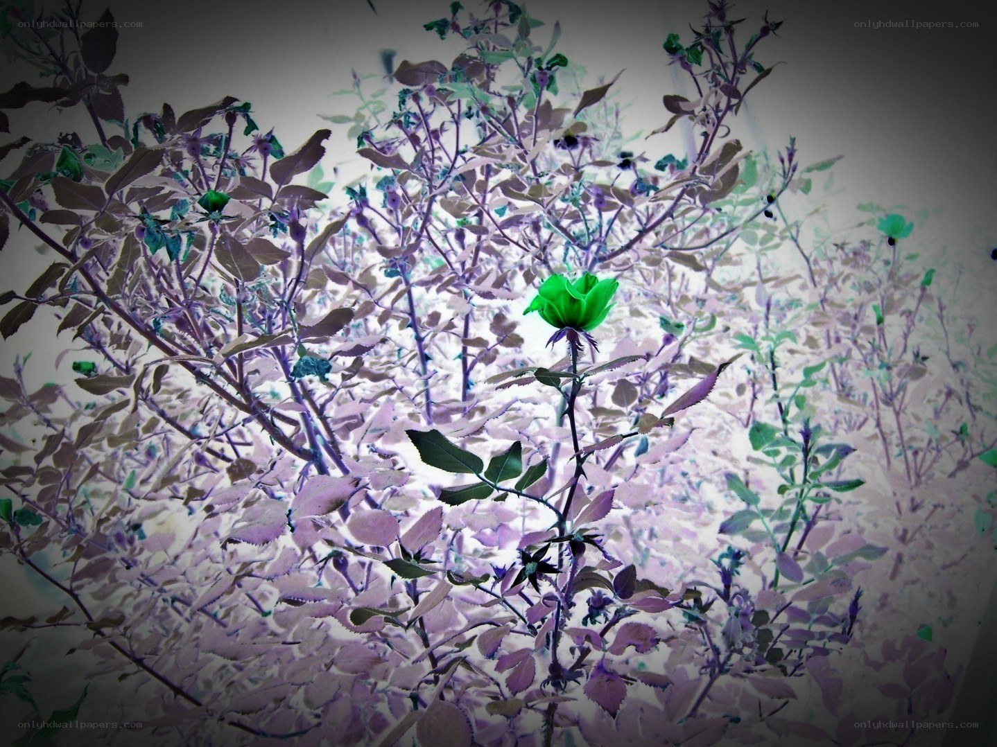 green rose in purple foliage