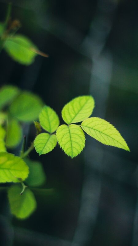 Green Rose Leaf Cluster