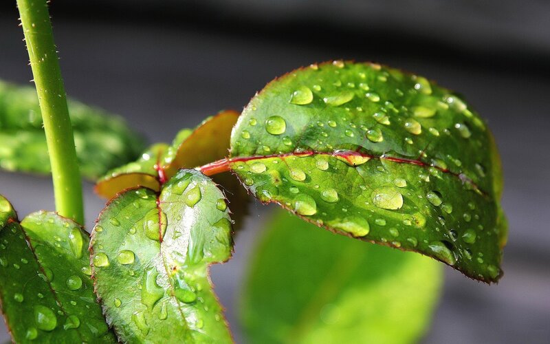 Green Rose Leaf with Water Droplets