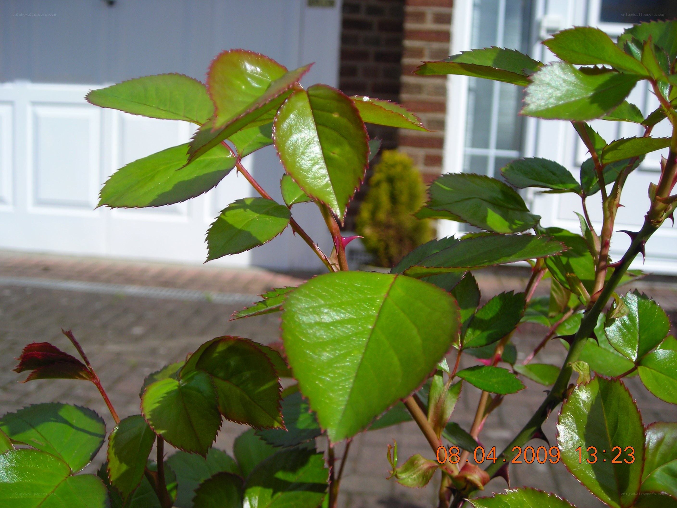 green rose leaves in sunlight