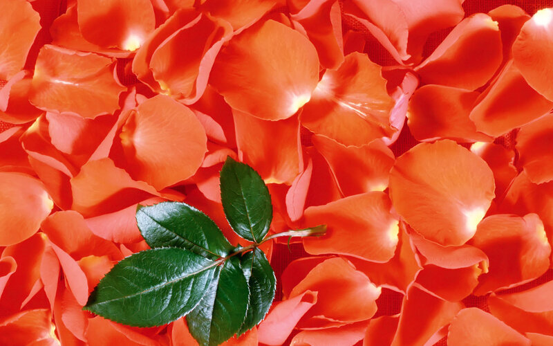 Green Rose Leaves on Petals
