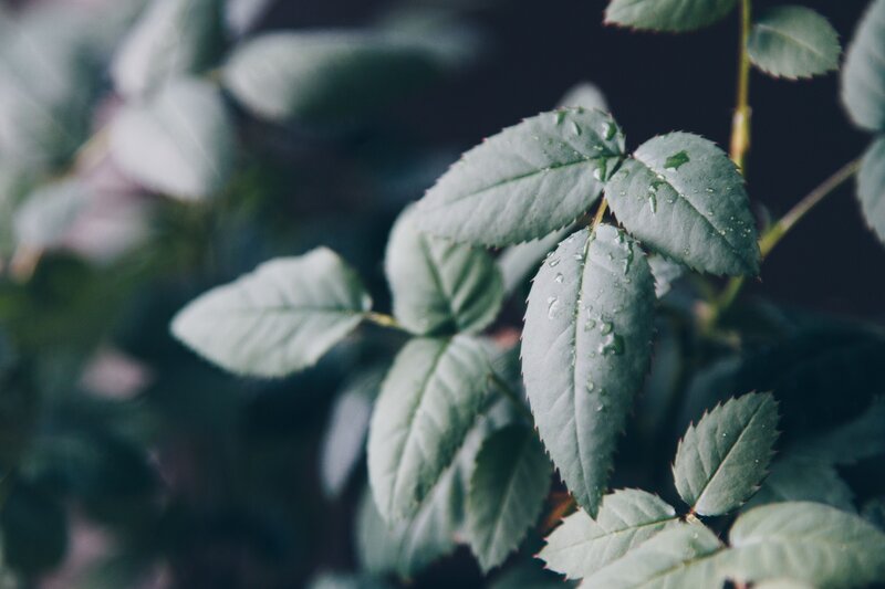 Green Rose Leaves