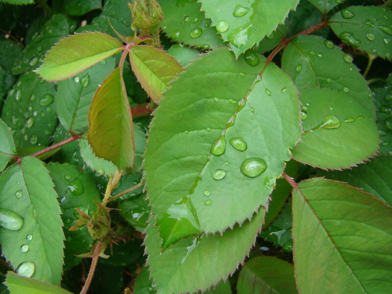 Green Rose Leaves with Water Droplets