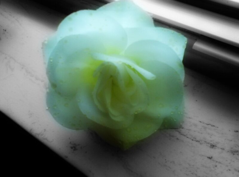 Green Rose on Marble