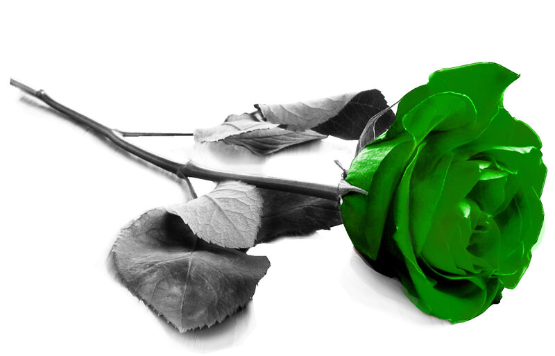 Green Rose on White