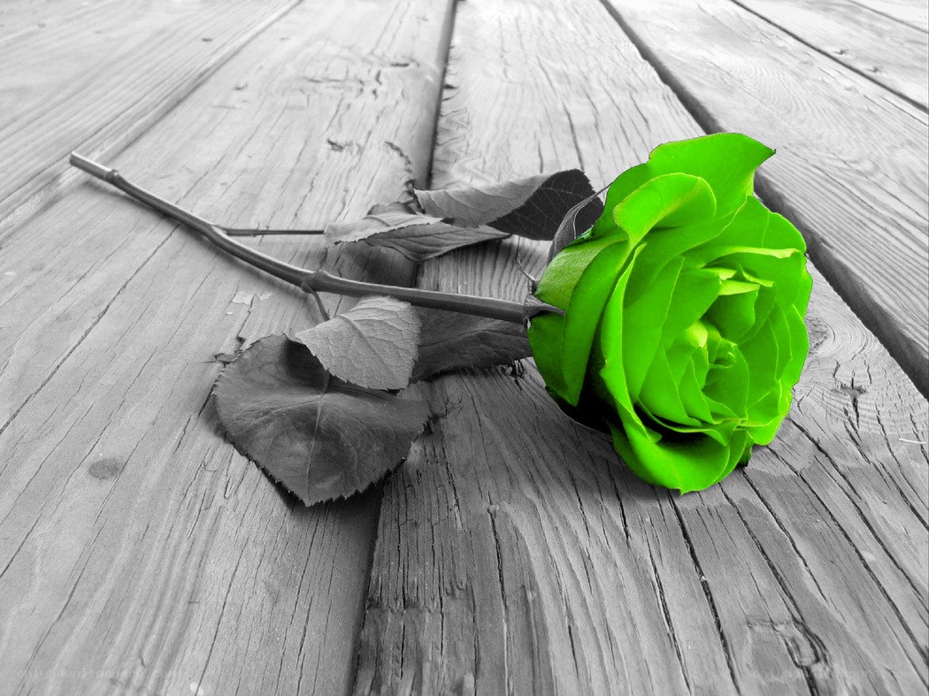 green rose on wood