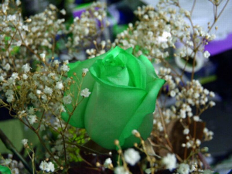 Green Rose with Baby's Breath — Calm
