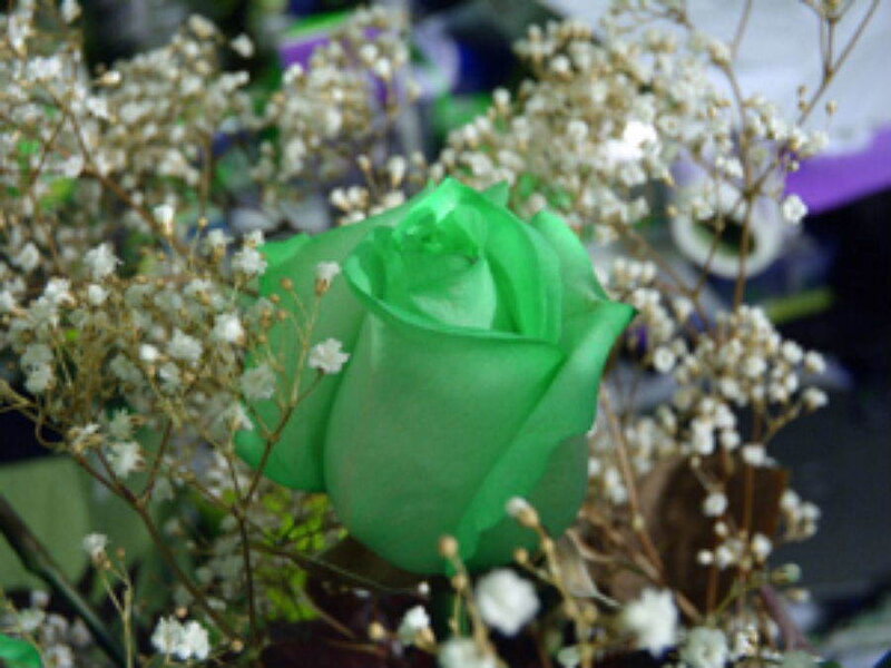 green rose with baby's breath