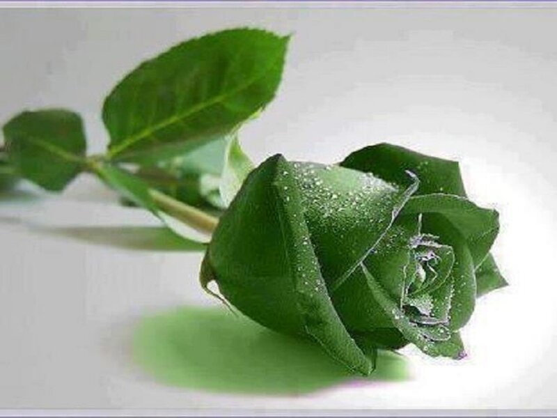 Green Rose with Dew