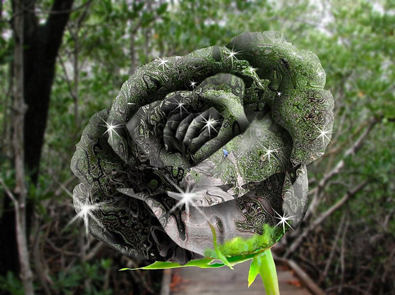 green rose with sparkles