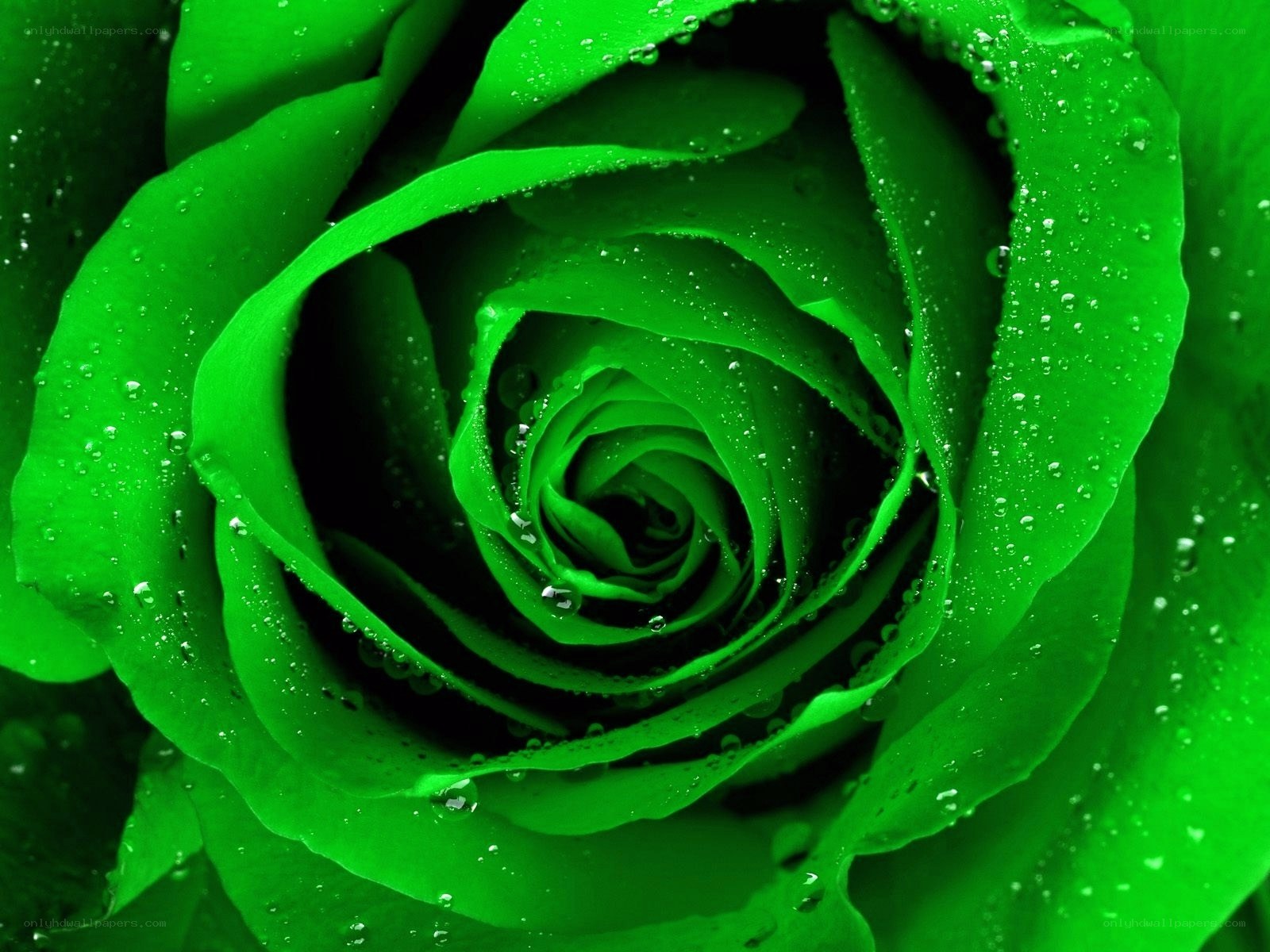 Green rose with water droplets