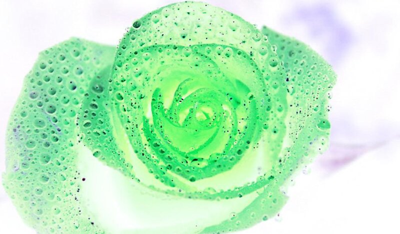 Green Rose with Water Droplets — Calm