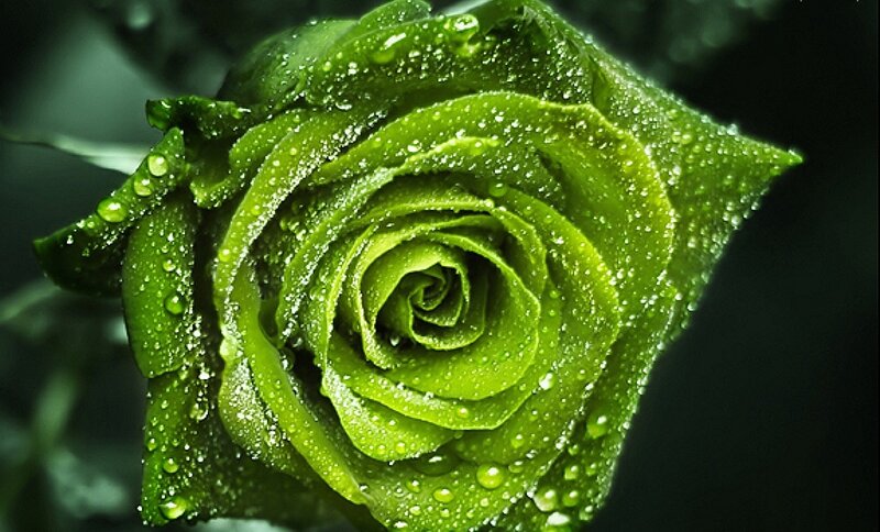 Green Rose with Water Droplets — Dramatic, Photograph