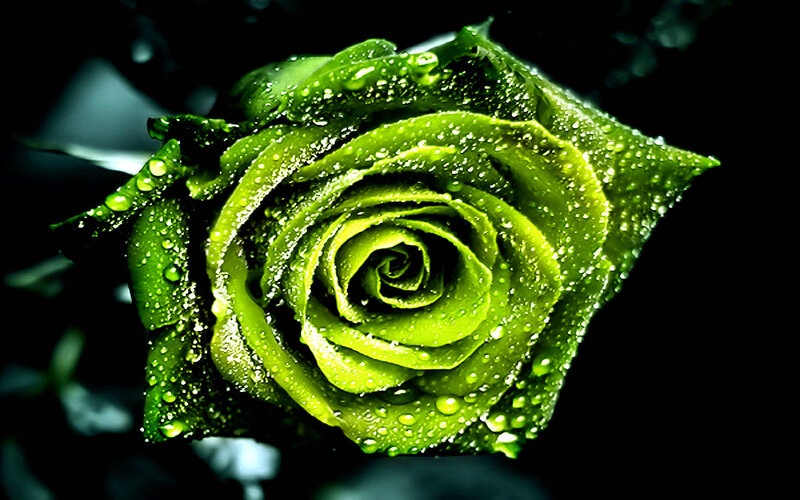 Green Rose with Water Droplets — Dramatic, Photograph, Water Droplets, Dark Background