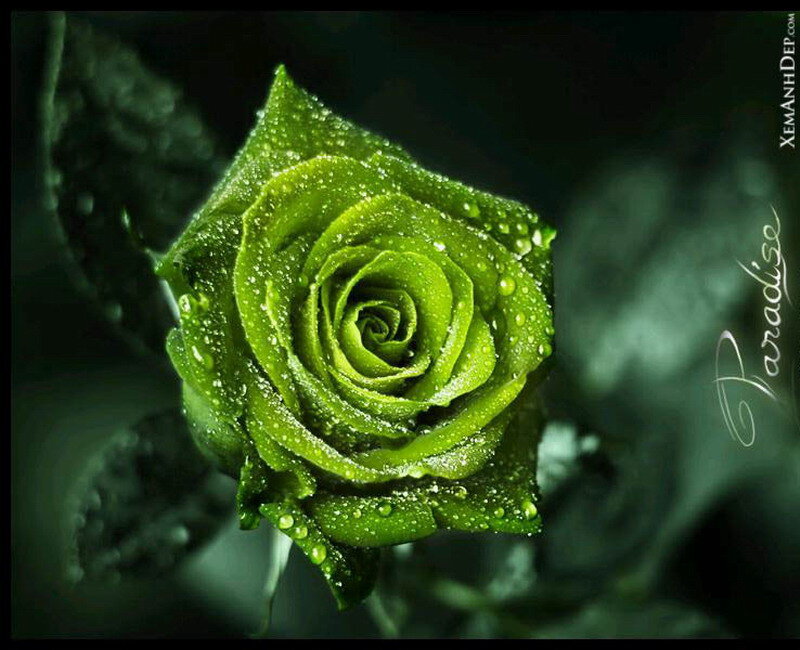 Green Rose with Water Droplets — Dramatic, Photograph, Water Droplets, Leaves