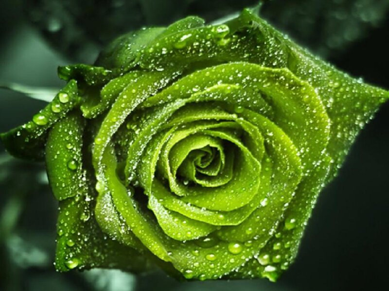 Green Rose with Water Droplets — Dramatic, Photograph, Water Droplets, Petals