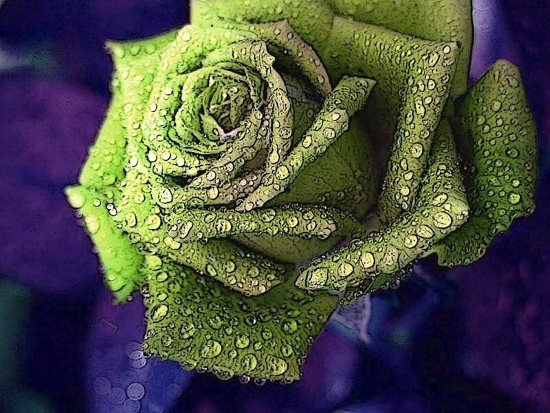 Green Rose with Water Droplets — Dramatic, Photograph, Water Droplets, Purple Background