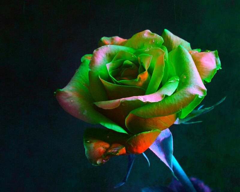 Green Rose with Water Droplets — Dramatic, Photograph, Water Droplets, Stem