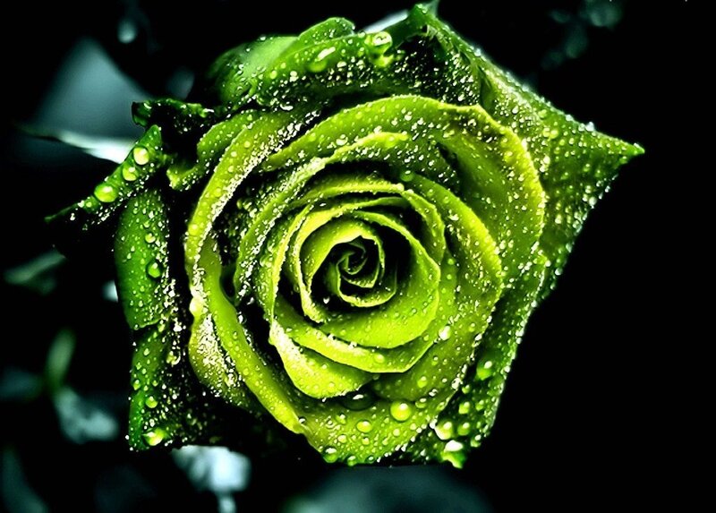 Green Rose with Water Droplets — Dramatic, Photograph, Water Droplets