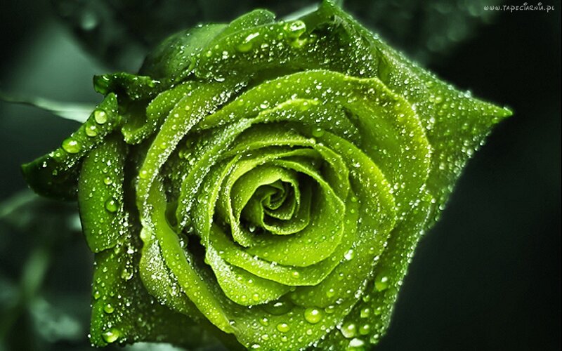 Green Rose with Water Droplets — Dramatic