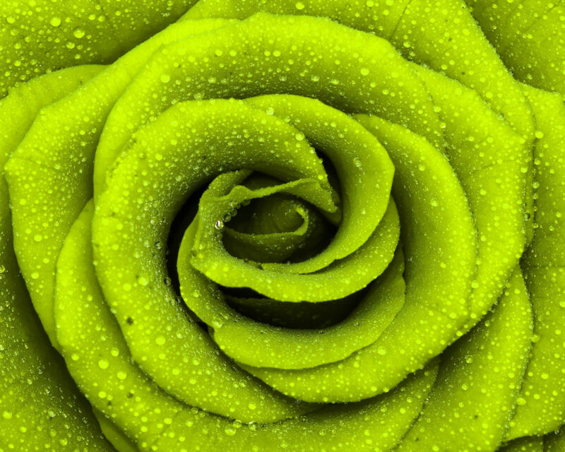 Green Rose with Water Droplets — Lime Green