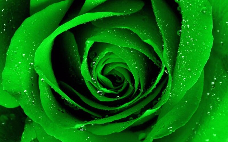Green Rose with Water Droplets — Serene, Photograph