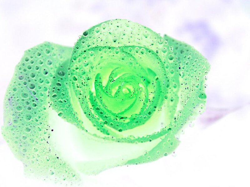 Green Rose with Water Droplets — Serene, Photograph, Water Droplets, Bubbles